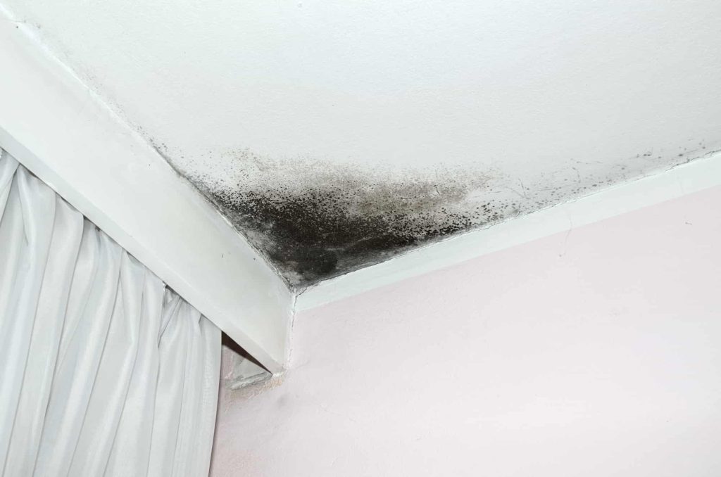 Basement Water Damage Mold How to Remove and Prevent It